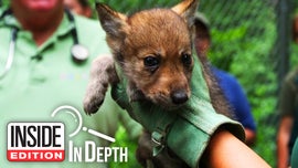 image for Inside Edition: In Depth - Why These Humans Hunt Wolf Pups to Save Them