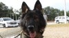 image for Inside Edition: In Depth - How a Bulletproof Vest Saved This Brave Police Dog’s Life